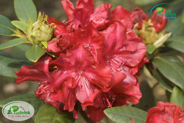 Rhododendron Cardinal